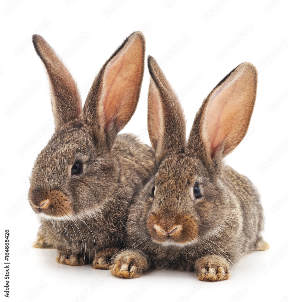 Obraz premium Two rabbits.