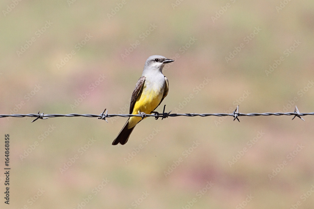 Naklejka premium Western Kingbird on a wire