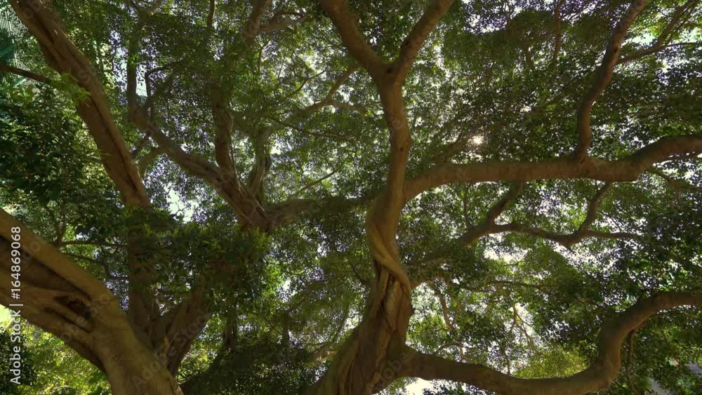 4k, Sun rays light shines through trees and branches of jungle forest, China 4k, Sun rays light shines through trees and branches of jungle forest, China