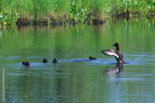 Aythya fuligula. Tufted duck with a brood of ducklings on a summer day on the Yamal Peninsula