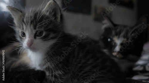 Awaken kitty