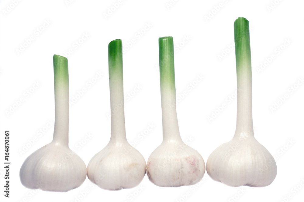 Four bulbs of Fresh Garlic with long stems isolated on white background Four bulbs of Fresh Garlic with long stems isolated on white background