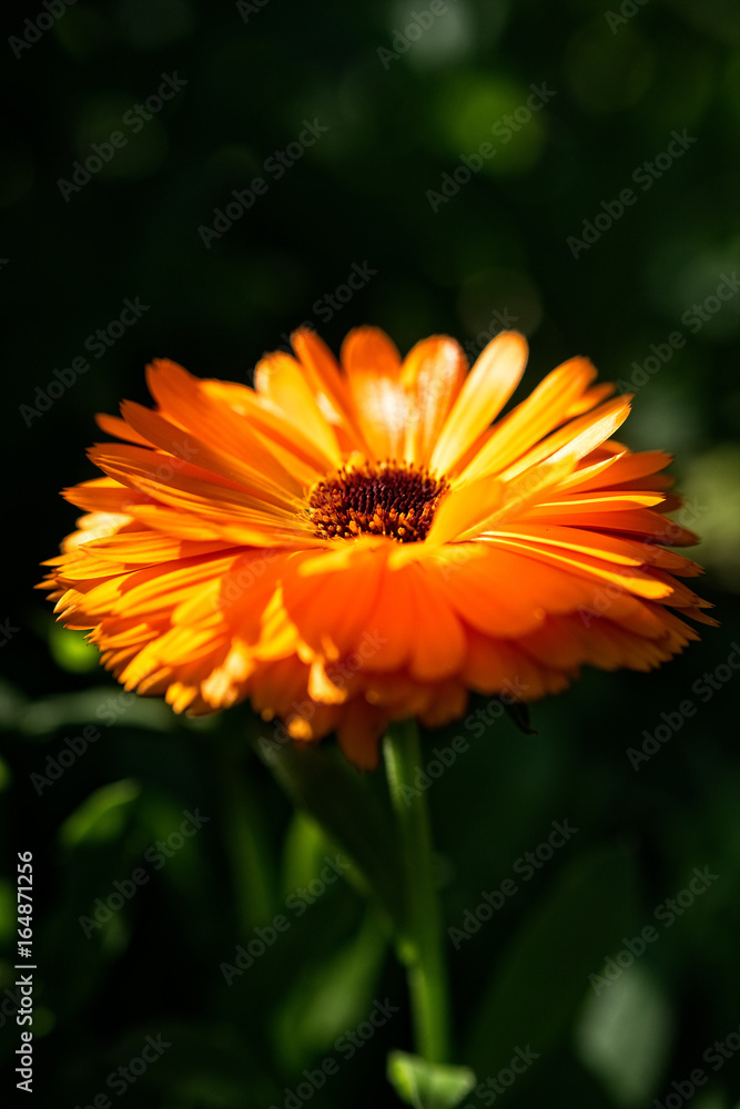 Orangefarbene Blüte im Abendlicht Orangefarbene Blüte im Abendlicht
