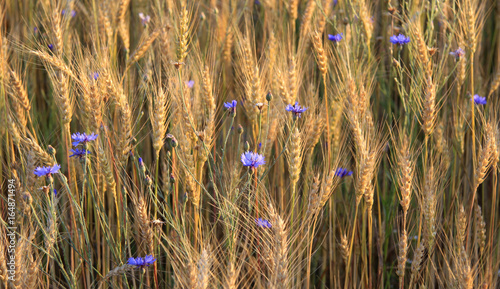Golden rye and cornflowers