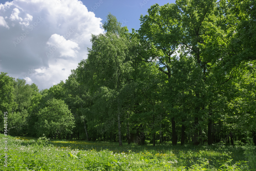 Birch and oak trees on a summer day in a deciduous forest in a clearing. Birch and oak trees on a summer day in a deciduous forest in a clearing.