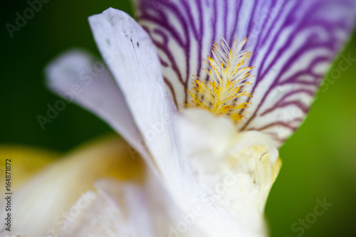 Fototapeta Naklejka Na Ścianę i Meble -  Iris flower