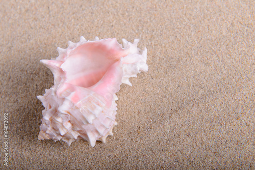 sea shell in the sand