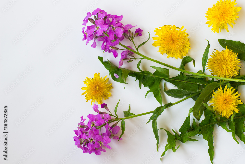 Wildflowers on  white background. Top view