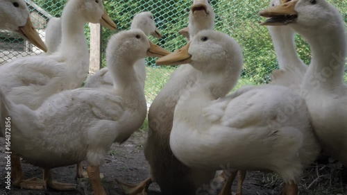 Ducks eating