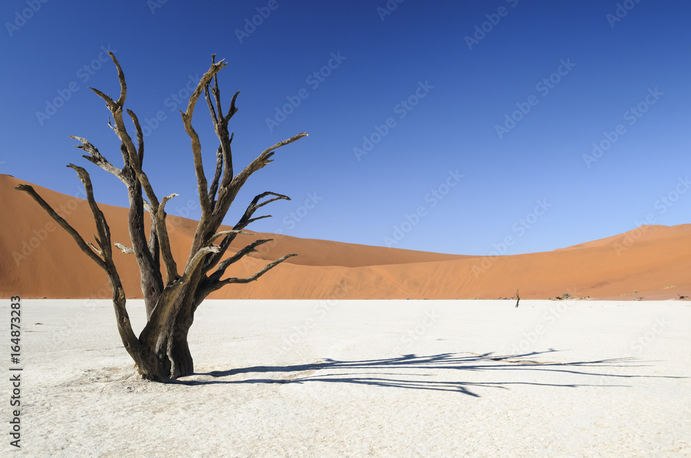 Dead acacia trees and dunes in the Namib desert / Dunes and dead acacia trees in the Namib desert, Dead Vlei, Sossusvlei, Namibia, Africa. Dead acacia trees and dunes in the Namib desert / Dunes and dead acacia trees in the Namib desert, Dead Vlei, Sossusvlei, Namibia, Africa.
