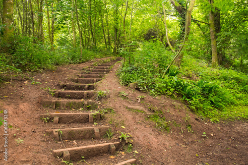 Forest landscape photo