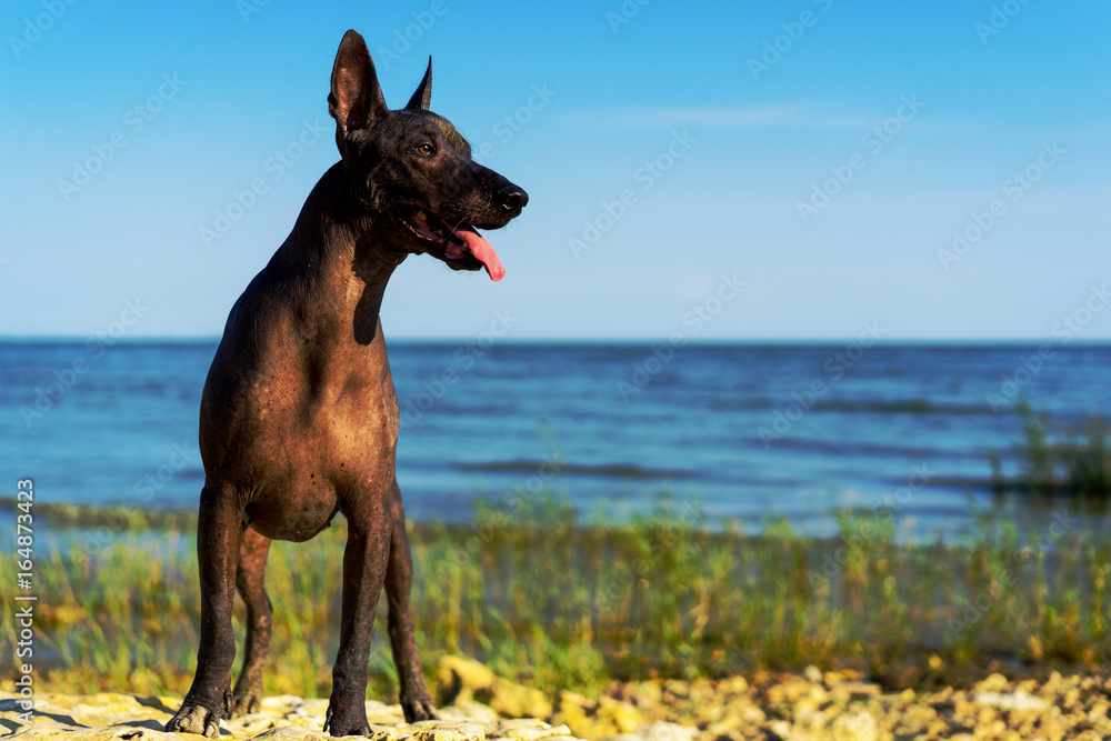 What Do Q Dogs Stand For