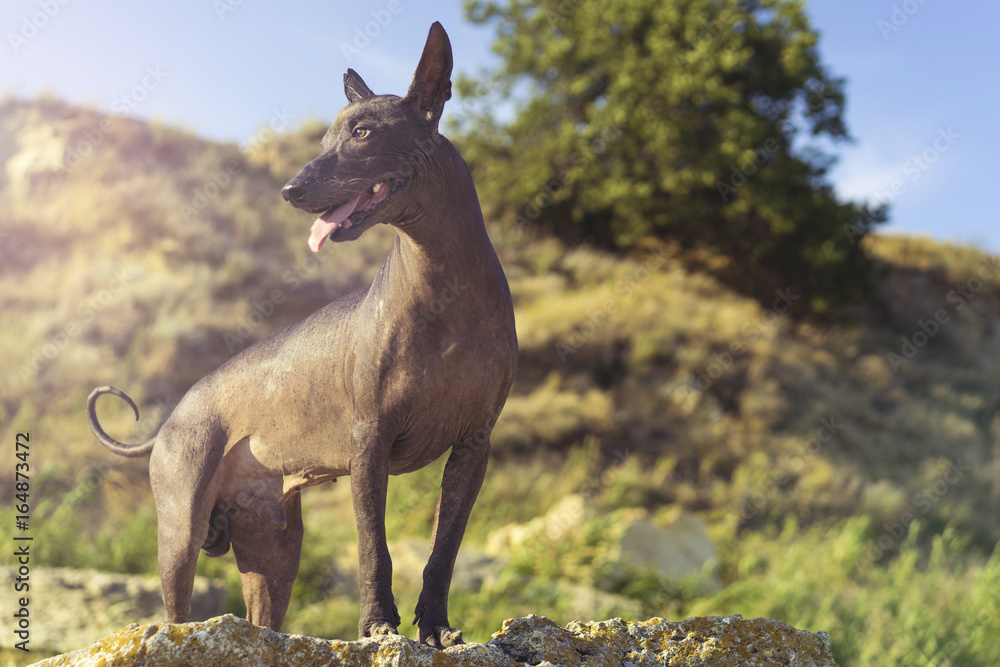 One Mexican Hairless Dog (xoloitzcuintle, Xolo) stands stones against a background of hills and a blue sky at sunset One Mexican Hairless Dog (xoloitzcuintle, Xolo) stands stones against a background of hills and a blue sky at sunset