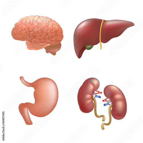 Realistic human organs set anatomy