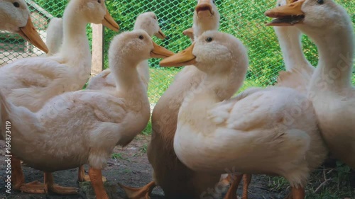 Ducks eating