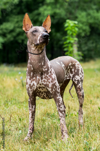 One spotted Mexican Hairless Dog (xoloitzcuintle, Xolo) in full growth in a park on a background of green trees photo