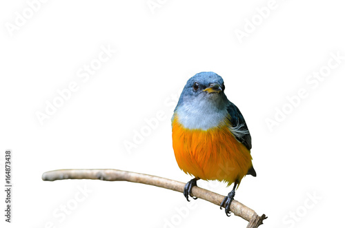 Orange-bellied Flowerpecker or Dicaeum trigonostigma, beautiful bird isolated on branch with white background.