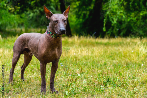 One Mexican Hairless Dog  xoloitzcuintle  Xolo  in full growth in a park on a background of green trees