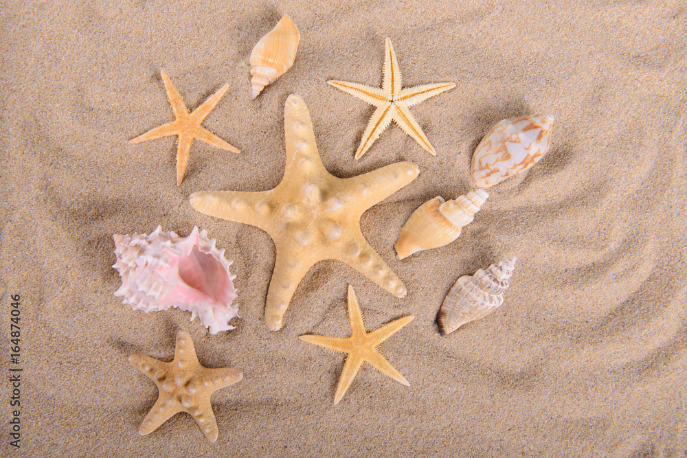 starfish and seashells on clean sand starfish and seashells on clean sand