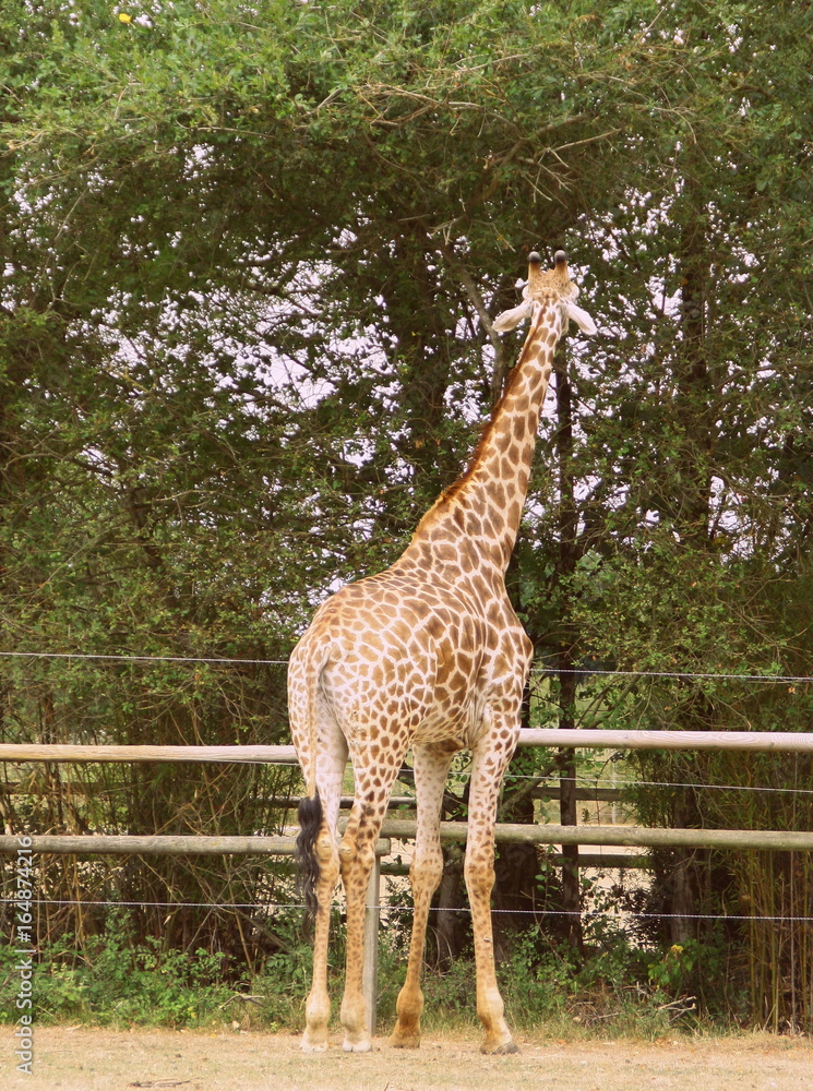 girafe isolé mangeant les feuilles des arbres girafe isolé mangeant les feuilles des arbres