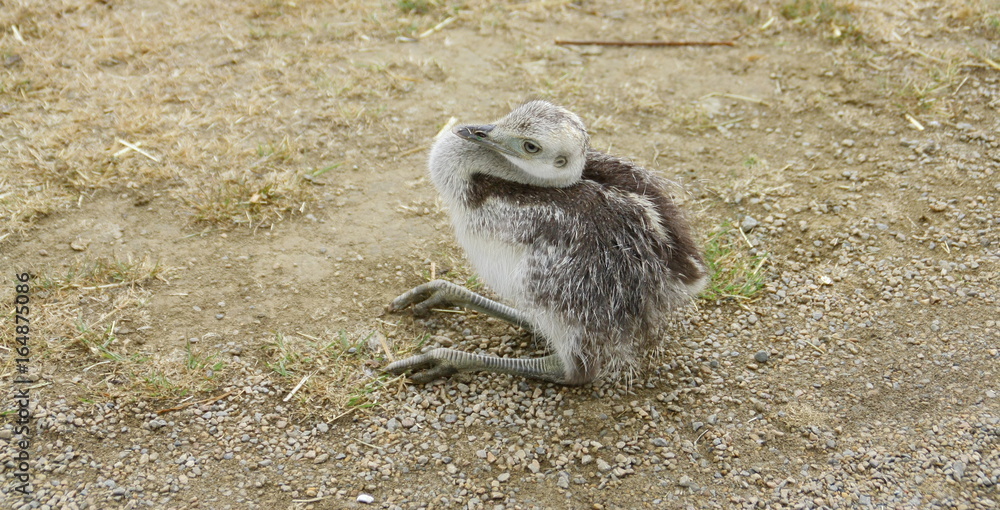 bébé émeu,jeune oisillon 