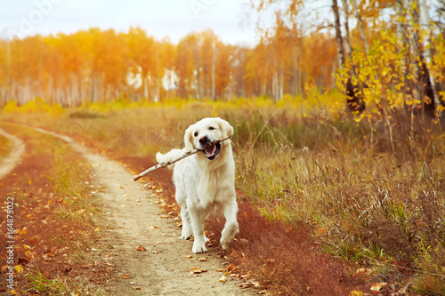 Labrador retriever