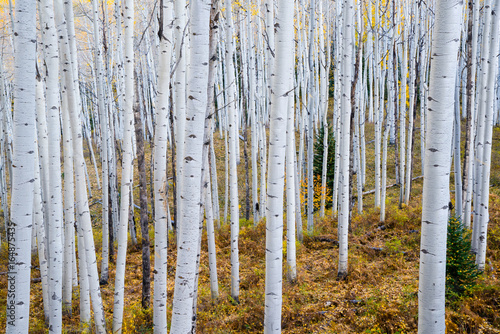 Autumn Aspen Grove
