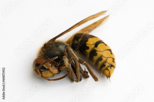 Dead European Hornet (Vespa crabro), Side view photo