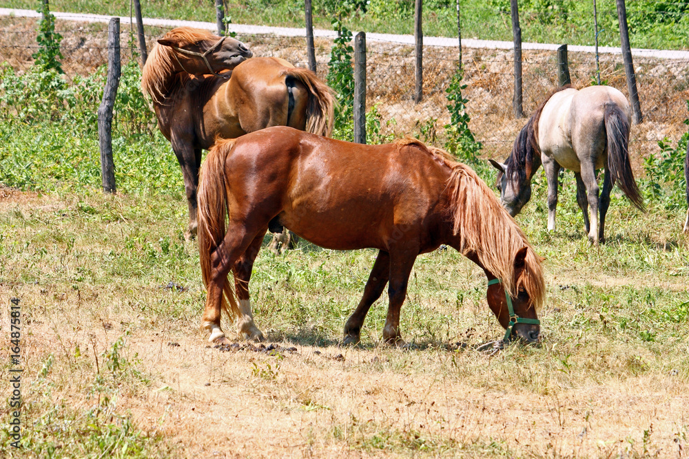 Horses on pasture