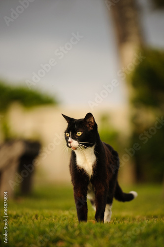 Black and white Domestic Shorthair cat 