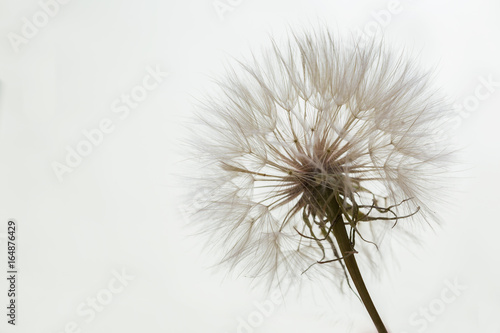 Aerial dandelion on a white  gray background. Relax  air.copy space