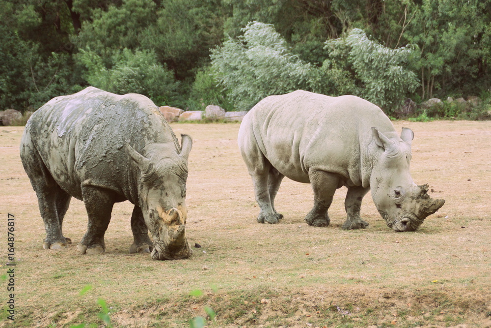 Fototapeta premium rhinocéros blancs d'afrique en couple en parc animalier