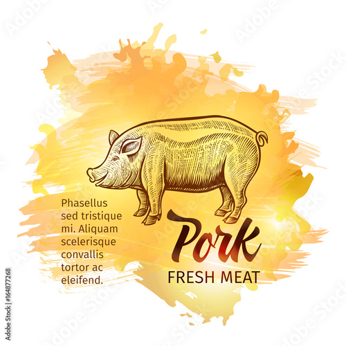 Hand drawn sketch Pig. Pork Fresh Meat handdrawn background for restaurant menu design. Vector vintage illustration with yellow splashes