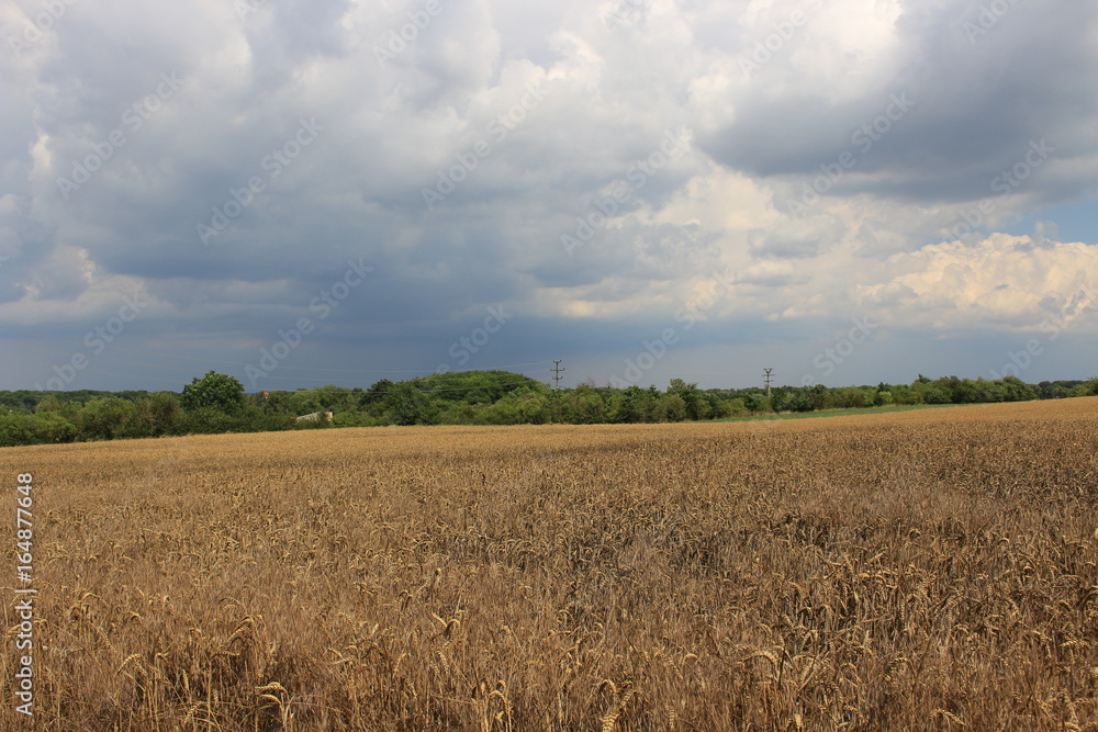 Yellow grain ready for harvest growing in a field