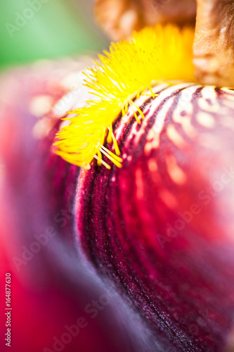 Fototapeta Naklejka Na Ścianę i Meble -  Iris flower