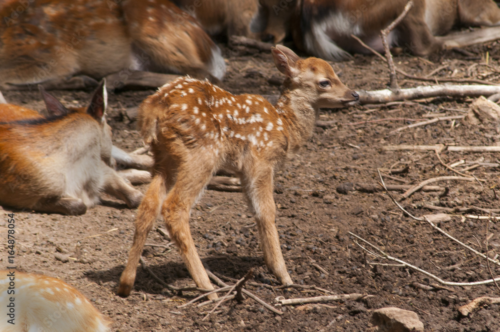 Sika Deer, cervus nippon Sika Deer, cervus nippon