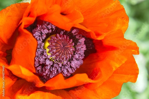 Close-up of a red poppy on a green background