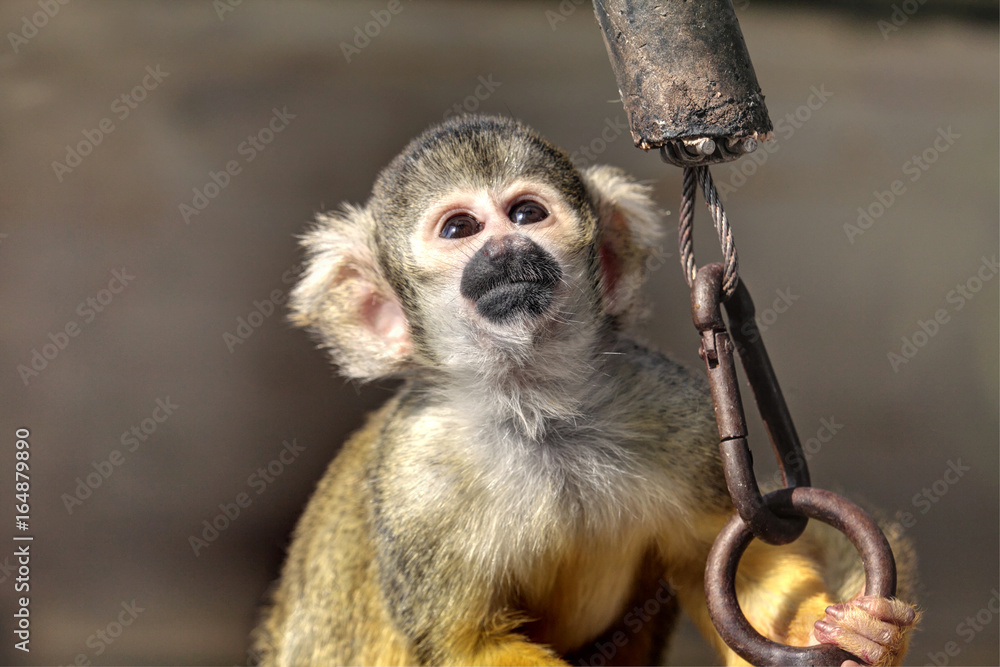 Fototapeta premium Squirrel monkeys