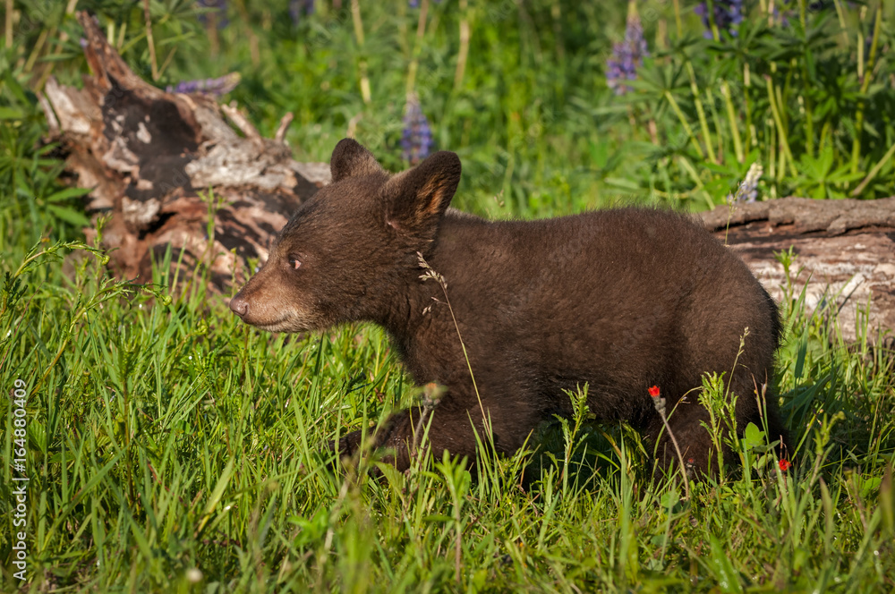 Black Bear Cub (Ursus americanus) Walks Left in Grass Black Bear Cub (Ursus americanus) Walks Left in Grass