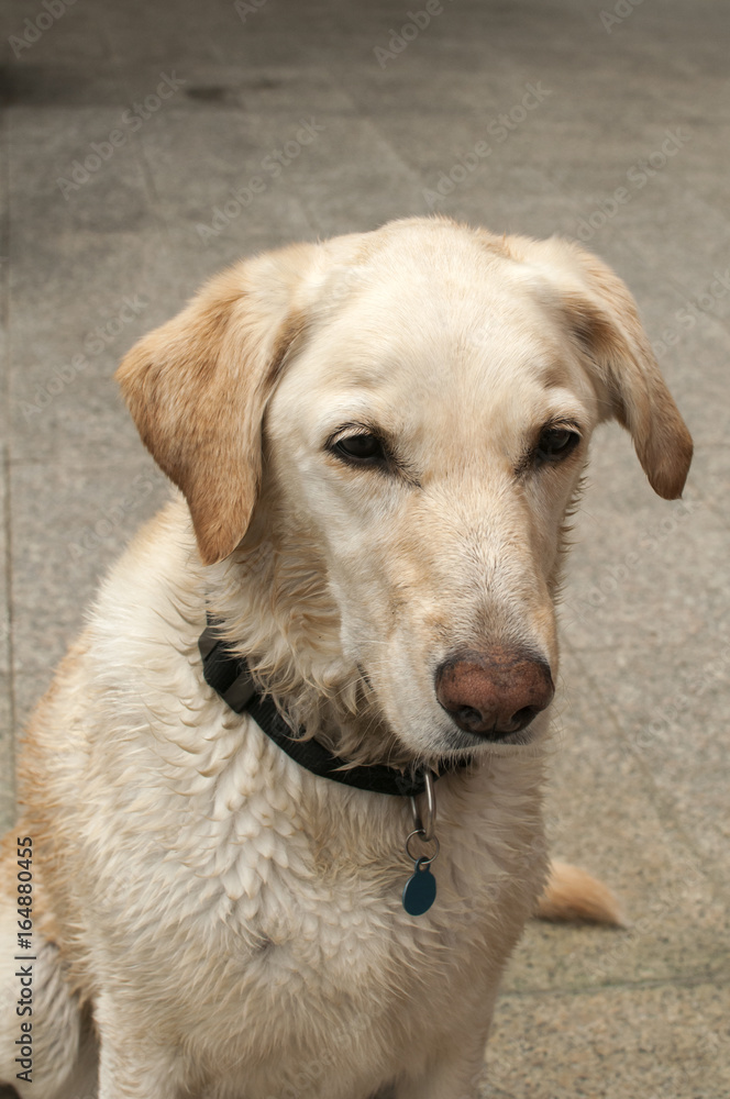 Adorable white female labrador dog head closeup Adorable white female labrador dog head closeup