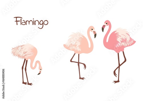 Cute flamingo birds