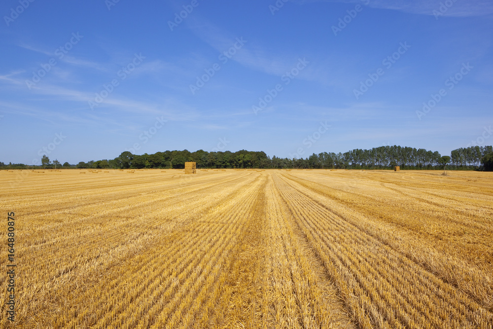 golden harvest with woods