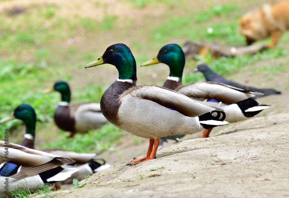 Male wild ducks staying on the ground Male wild ducks staying on the ground