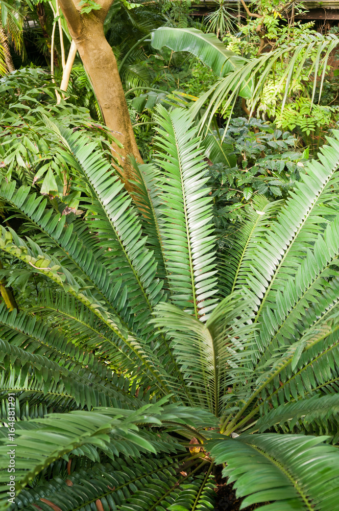 Plants in a tropical ravine rainforest Plants in a tropical ravine rainforest