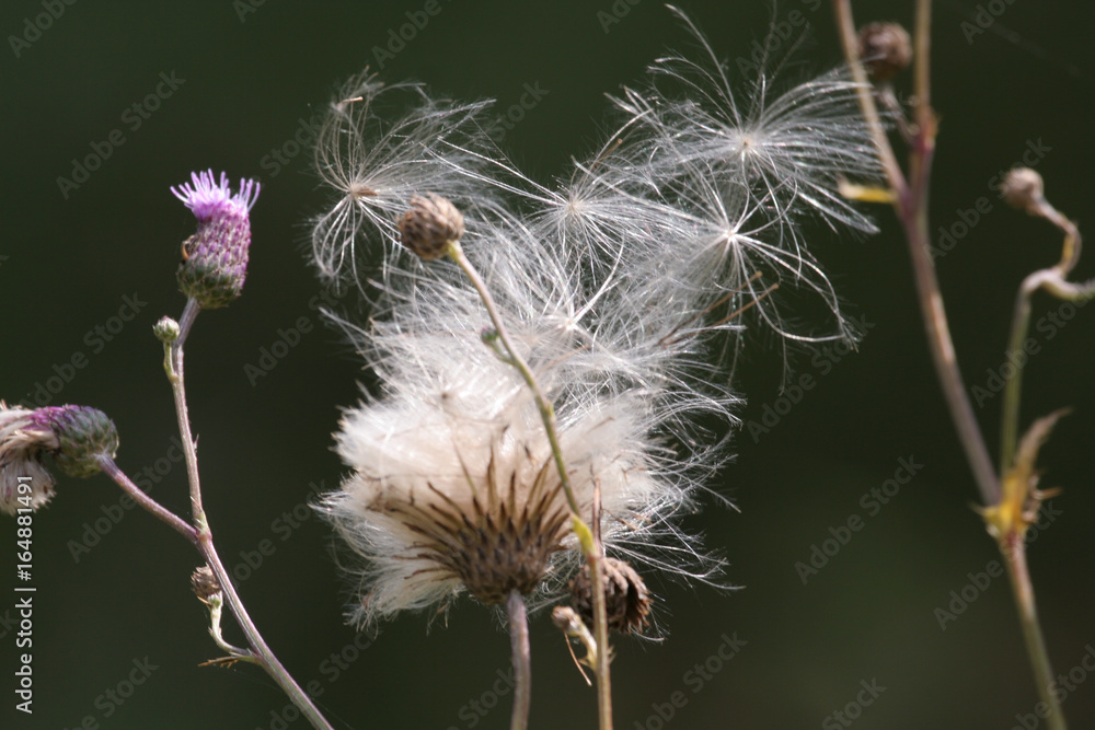 Fototapeta premium Samen