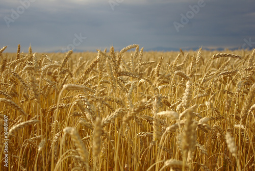 wheat field background