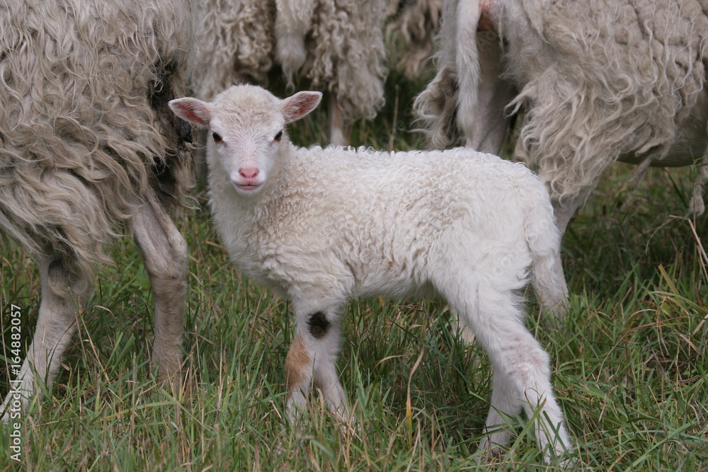 Fototapeta premium Lamm