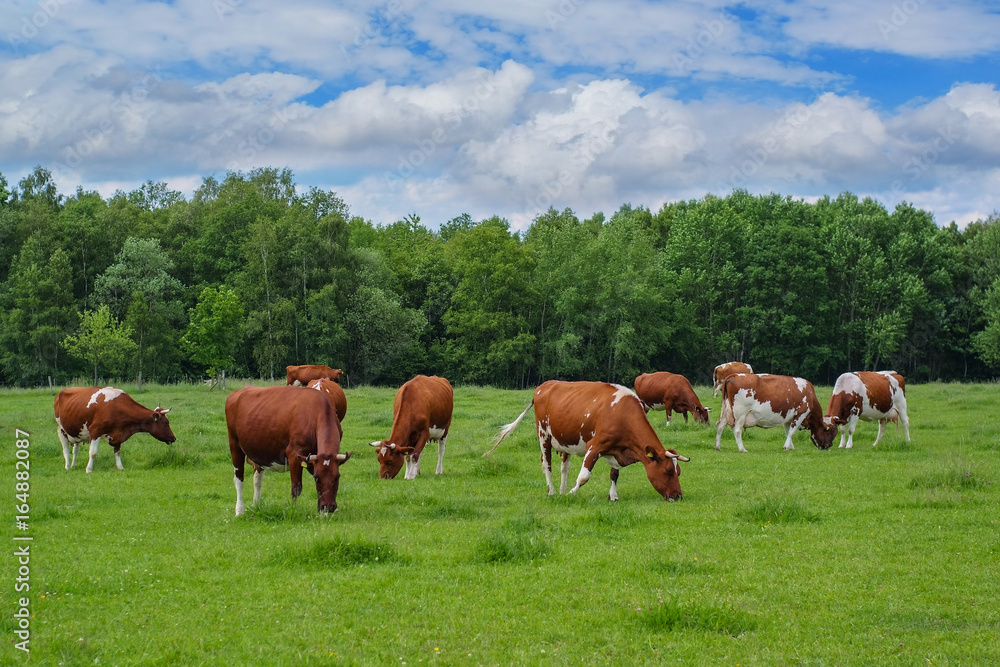 Kuhherde auf der grünen Weide