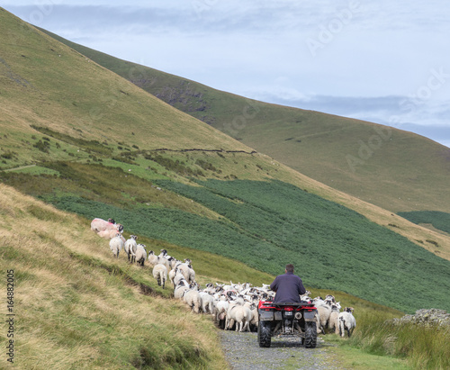 Farmer herding sheep using quad bike and dogs