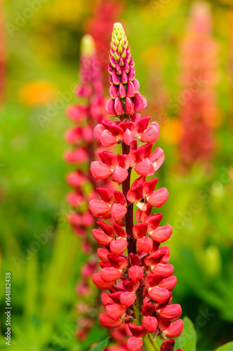 Red lupin lupus photo